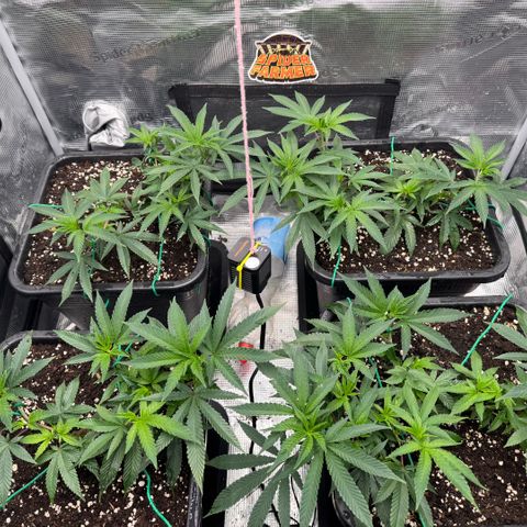 Super Buff Cherry #26  (4) growlog timeline photo