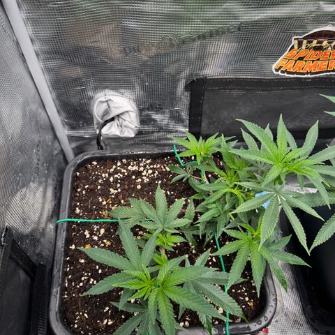 Super Buff Cherry #26  (4) growlog timeline photo