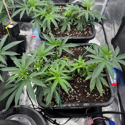 Super Buff Cherry #26  (4) growlog timeline photo