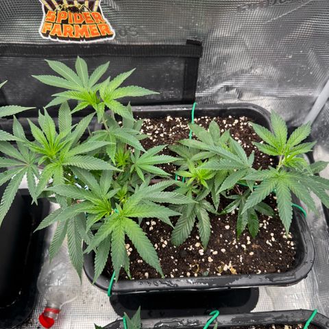 Super Buff Cherry #26  (4) growlog timeline photo