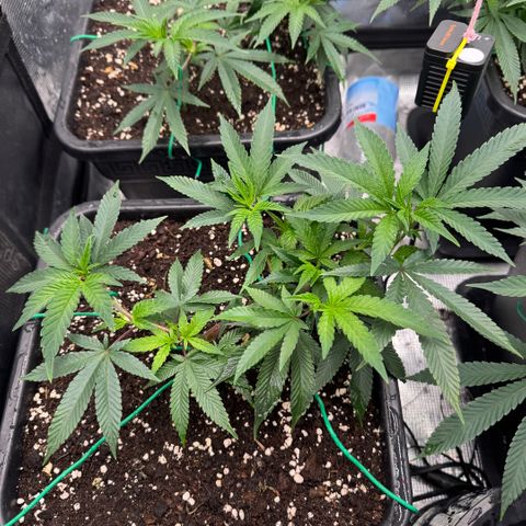 Super Buff Cherry #26  (4) growlog timeline photo