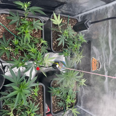 Super Buff Cherry #26  (4) growlog timeline photo