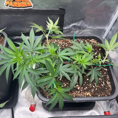 Super Buff Cherry #26  (4) growlog timeline photo