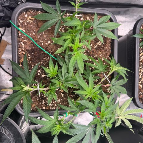 Super Buff Cherry #26  (4) growlog timeline photo