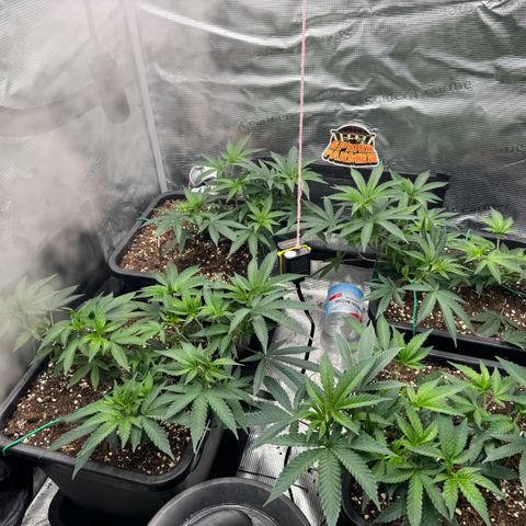 Super Buff Cherry #26  (4) growlog timeline photo