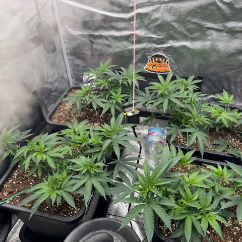 Super Buff Cherry #26  (4) growlog timeline photo