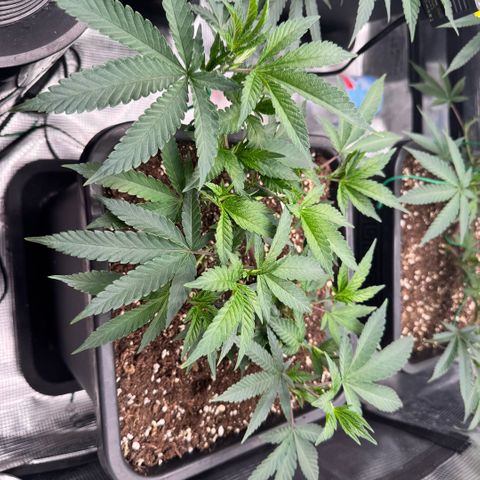 Super Buff Cherry #26  (4) growlog timeline photo