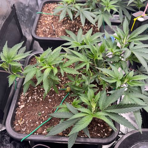 Super Buff Cherry #26  (4) growlog timeline photo