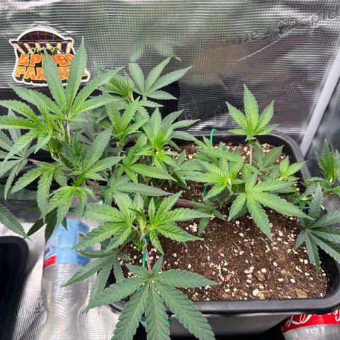 Super Buff Cherry #26  (4) growlog timeline photo