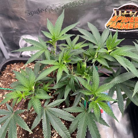 Super Buff Cherry #26  (4) growlog timeline photo