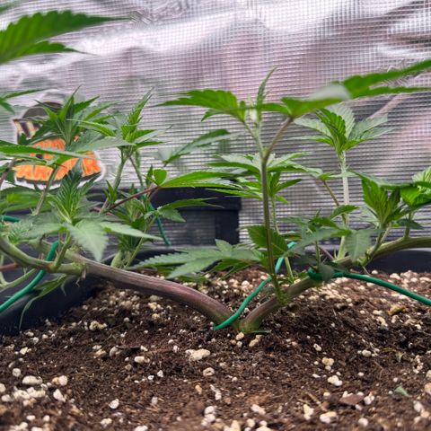 Super Buff Cherry #26  (4) growlog timeline photo