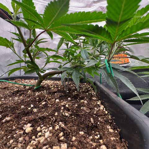 Super Buff Cherry #26  (4) growlog timeline photo