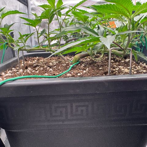 Super Buff Cherry #26  (4) growlog timeline photo