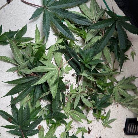 Super Buff Cherry #26  (4) growlog timeline photo
