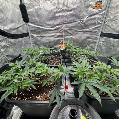 Super Buff Cherry #26  (4) growlog timeline photo
