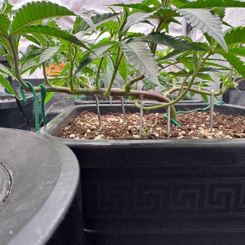 Super Buff Cherry #26  (4) growlog timeline photo