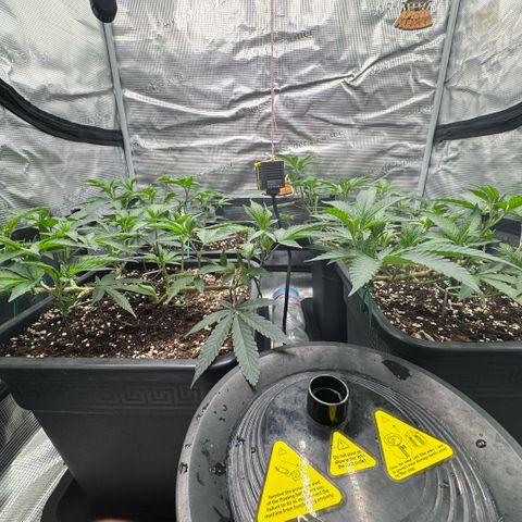 Super Buff Cherry #26  (4) growlog timeline photo