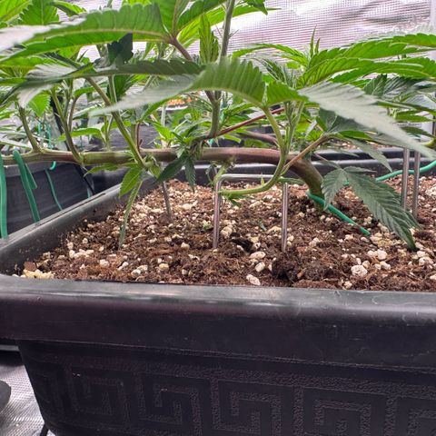 Super Buff Cherry #26  (4) growlog timeline photo
