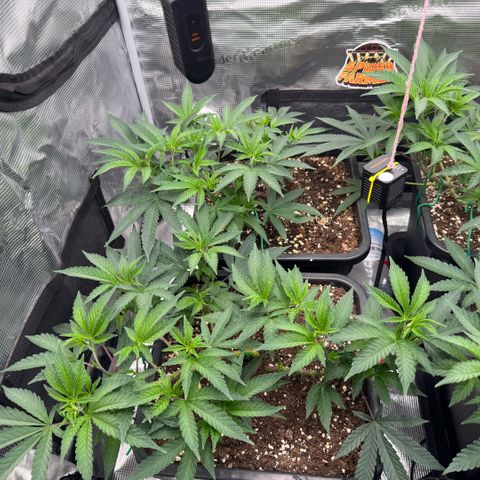 Super Buff Cherry #26  (4) growlog timeline photo