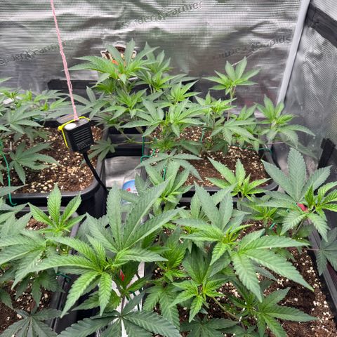 Super Buff Cherry #26  (4) growlog timeline photo