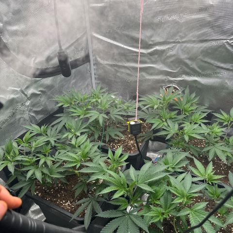 Super Buff Cherry #26  (4) growlog timeline photo