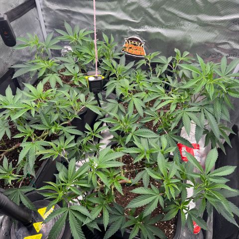 Super Buff Cherry #26  (4) growlog timeline photo