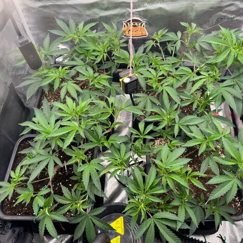 Super Buff Cherry #26  (4) growlog timeline photo