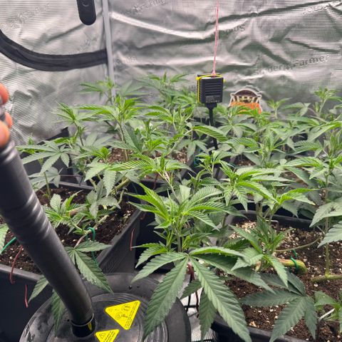 Super Buff Cherry #26  (4) growlog timeline photo