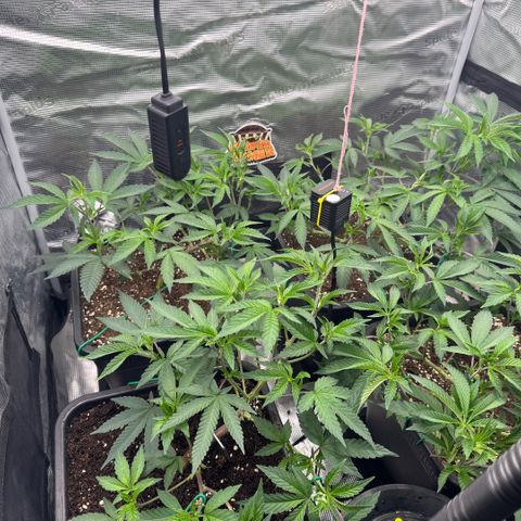 Super Buff Cherry #26  (4) growlog timeline photo