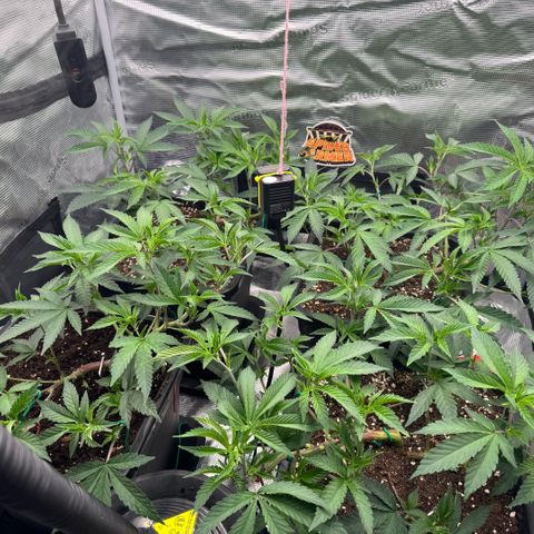 Super Buff Cherry #26  (4) growlog timeline photo