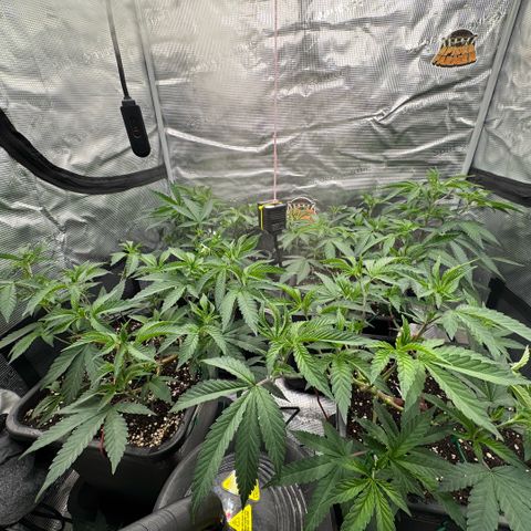 Super Buff Cherry #26  (4) growlog timeline photo