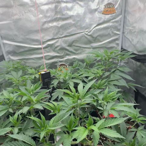 Super Buff Cherry #26  (4) growlog timeline photo