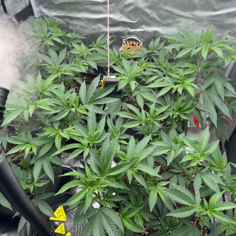 Super Buff Cherry #26  (4) growlog timeline photo