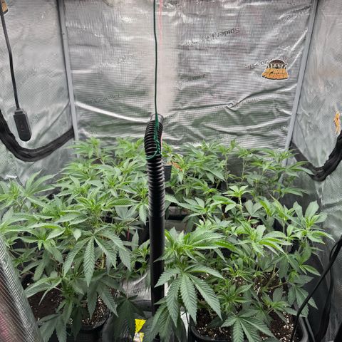 Super Buff Cherry #26  (4) growlog timeline photo