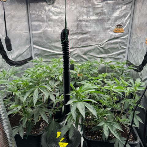 Super Buff Cherry #26  (4) growlog timeline photo