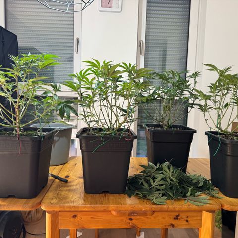 Super Buff Cherry #26  (4) growlog timeline photo