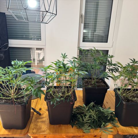 Super Buff Cherry #26  (4) growlog timeline photo