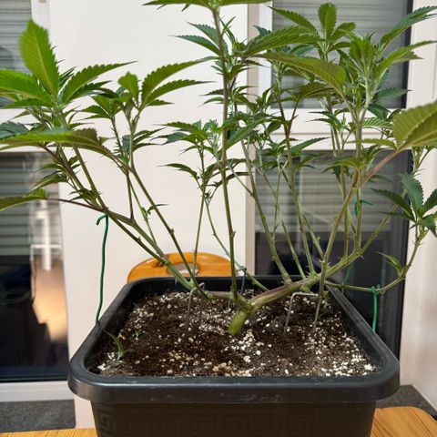 Super Buff Cherry #26  (4) growlog timeline photo