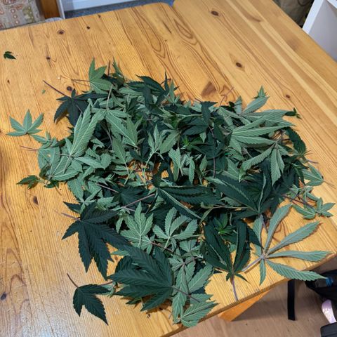 Super Buff Cherry #26  (4) growlog timeline photo