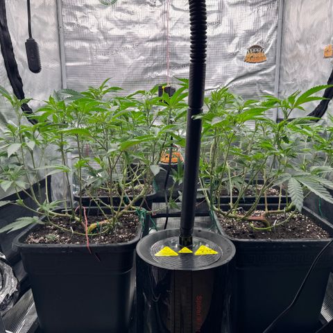 Super Buff Cherry #26  (4) growlog timeline photo