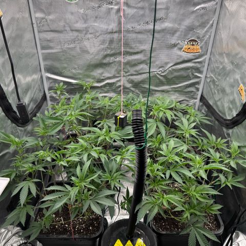 Super Buff Cherry #26  (4) growlog timeline photo