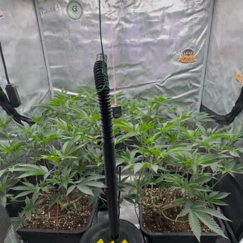 Super Buff Cherry #26  (4) growlog timeline photo