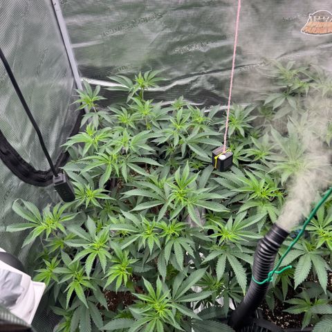 Super Buff Cherry #26  (4) growlog timeline photo