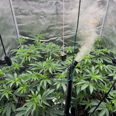Super Buff Cherry #26  (4) growlog timeline photo