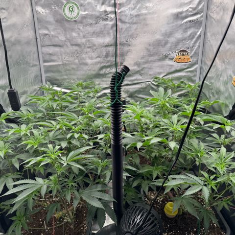 Super Buff Cherry #26  (4) growlog timeline photo