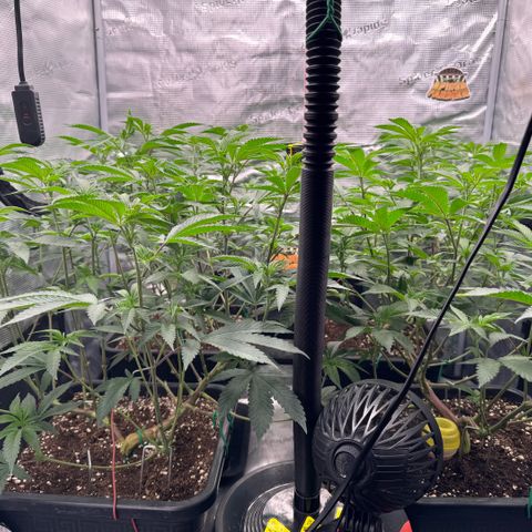 Super Buff Cherry #26  (4) growlog timeline photo