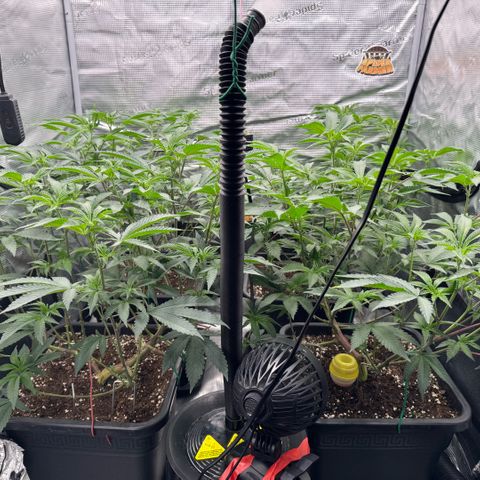 Super Buff Cherry #26  (4) growlog timeline photo