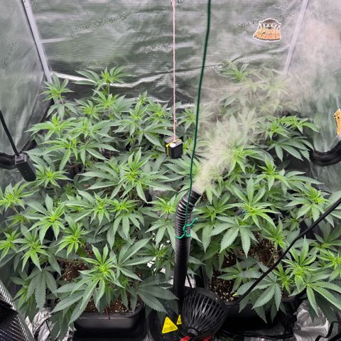 Super Buff Cherry #26  (4) growlog timeline photo