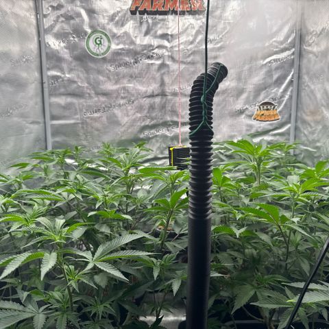 Super Buff Cherry #26  (4) growlog timeline photo