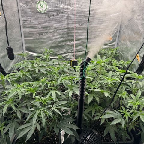 Super Buff Cherry #26  (4) growlog timeline photo
